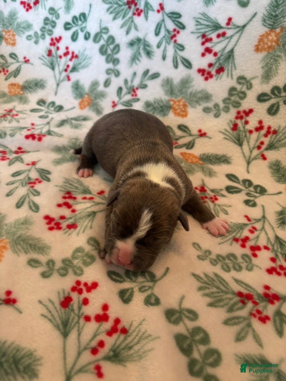 Mixed Breed dogs for sale: Ursa - Ad 4