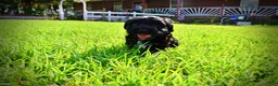 Havapoo dogs for sale: Harmony - Ad 22