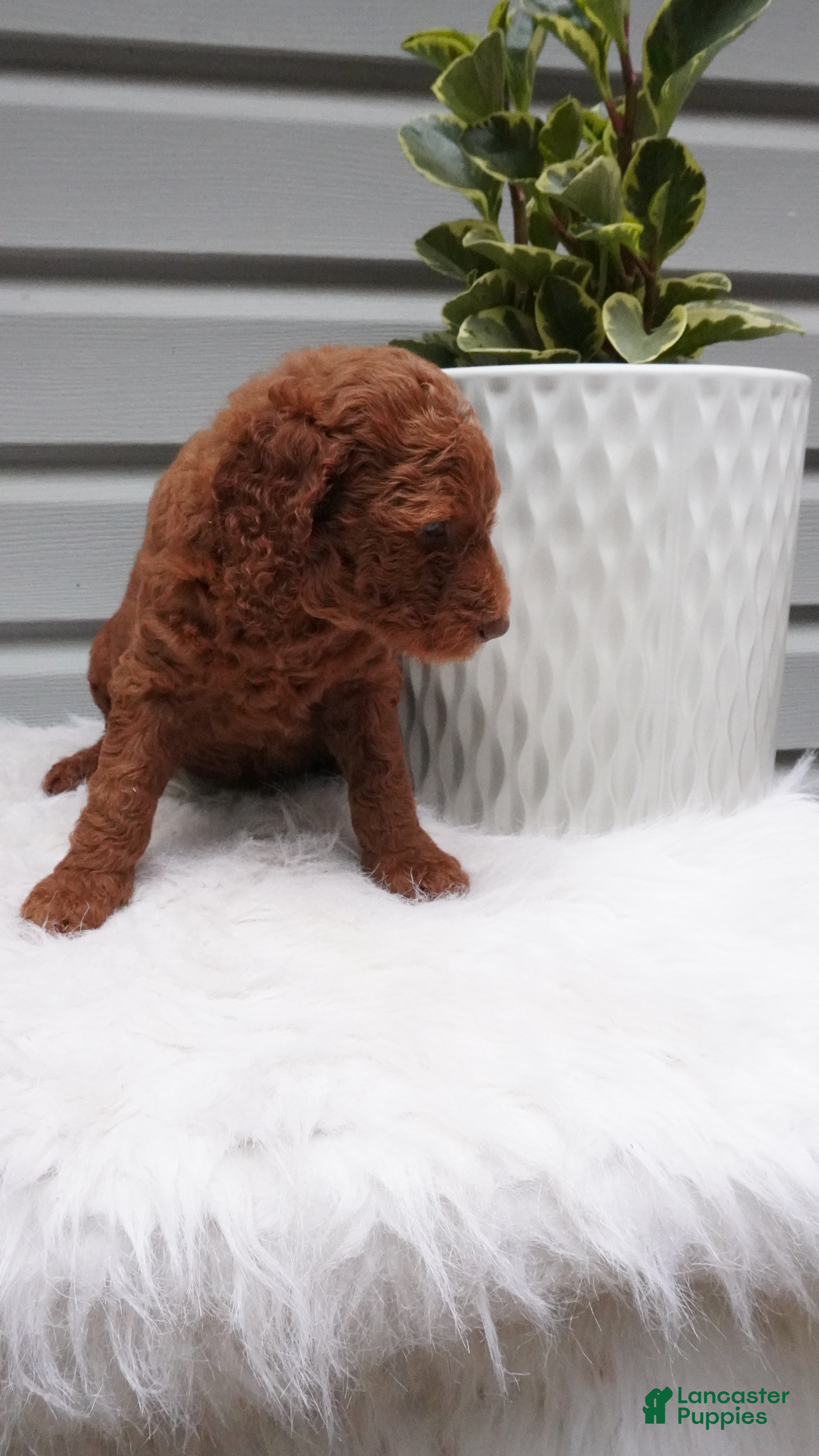 Goldendoodle dogs Stripes  - Ad 1