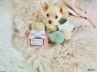 Chihuahua dogs Chihuahua Puppy 1 - Ad 22