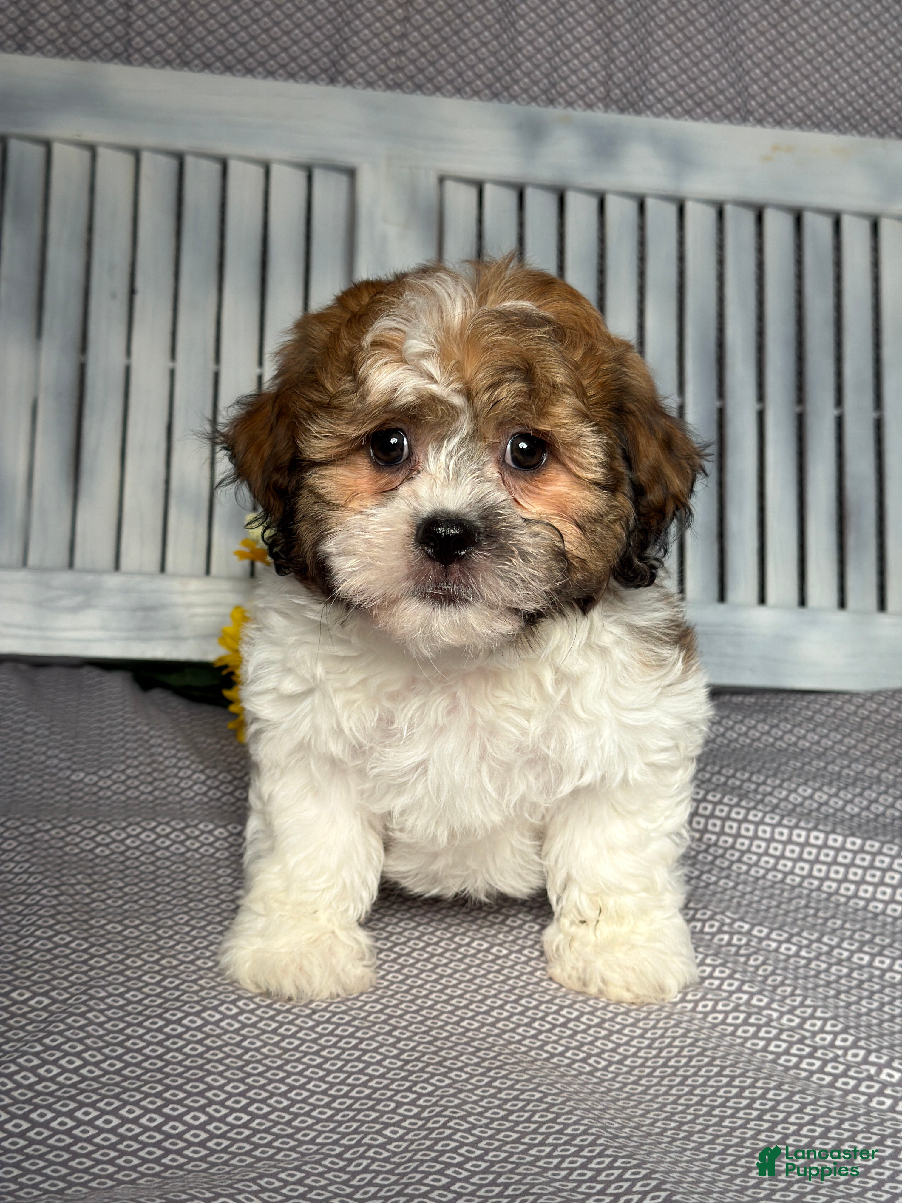 Teddy Bear dogs Axel - Ad 1