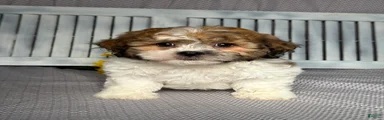 Axel