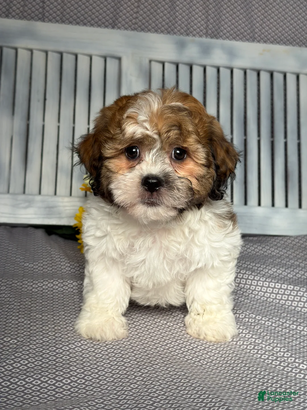 Teddy Bear dogs for sale: Axel - Ad 1