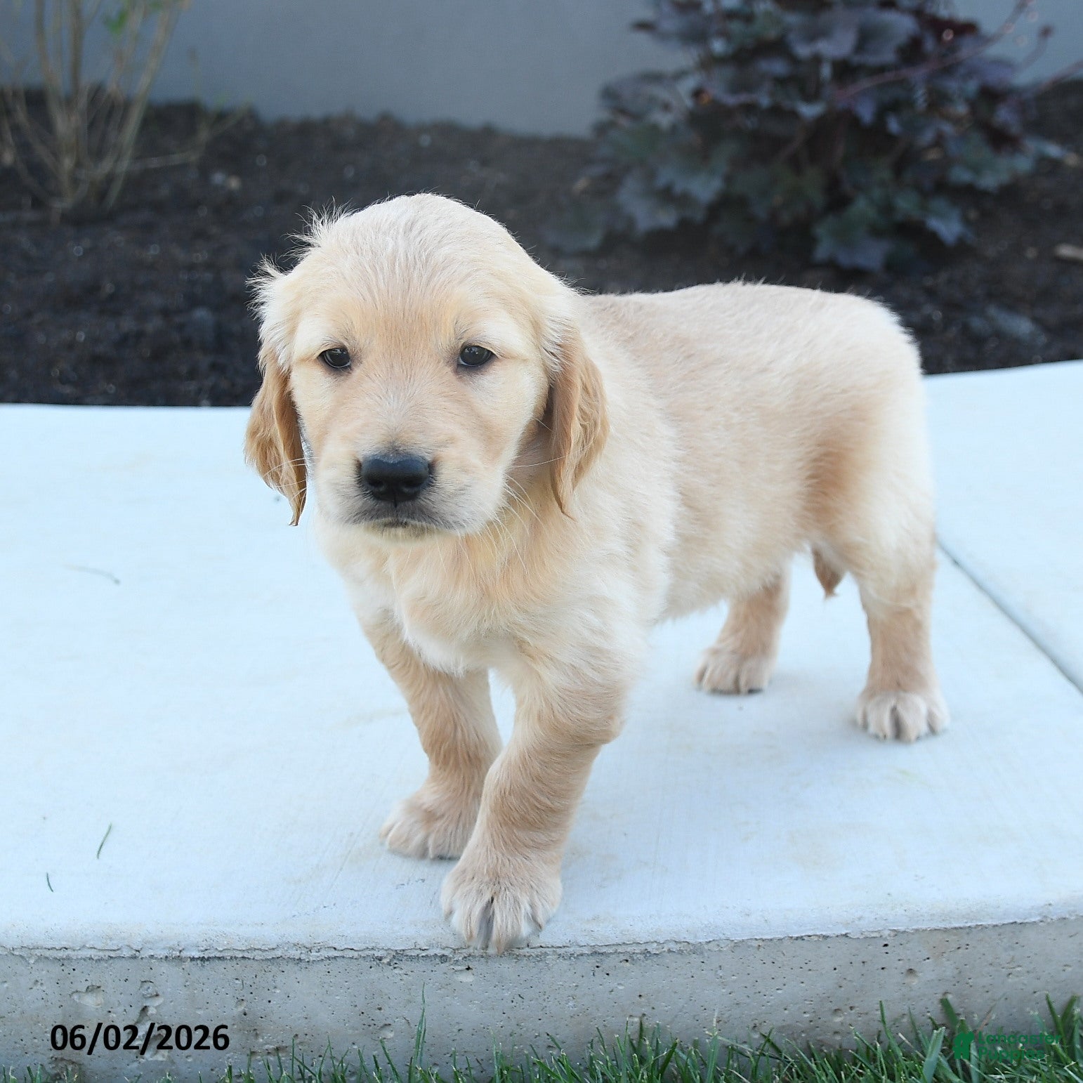 Golden Retriever dogs Walker - Ad 1