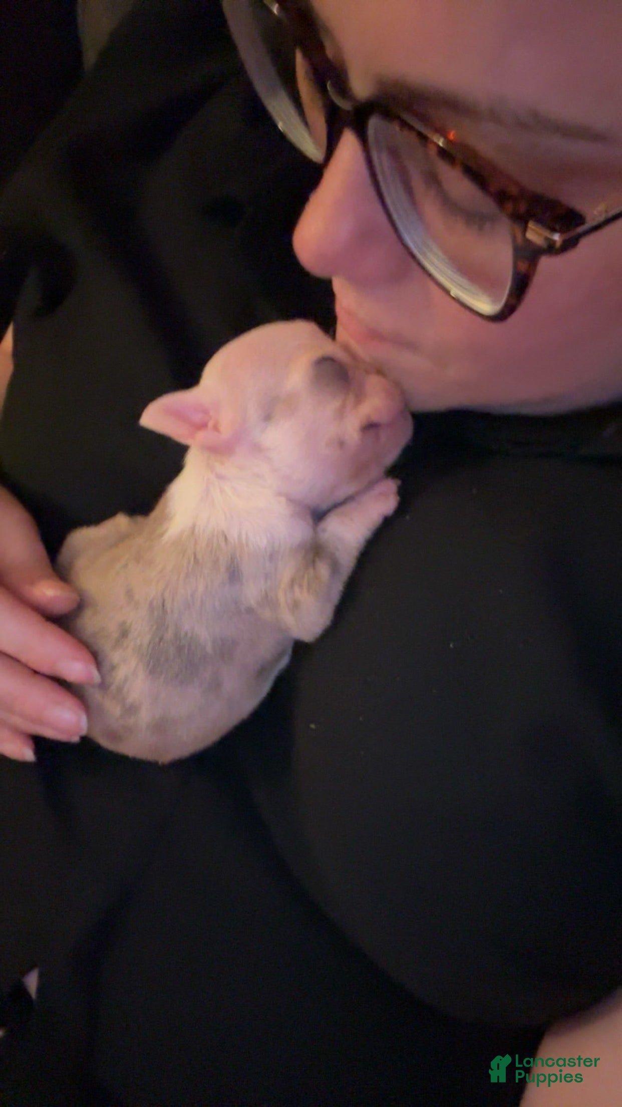 French Bulldog dogs Nina - Ad 1