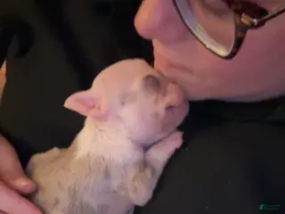 French Bulldog dogs Nina - Ad 6