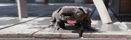 French Bulldog dogs for sale: Lilo - Solid Black Female (No brindle) - Rare - Ad 12