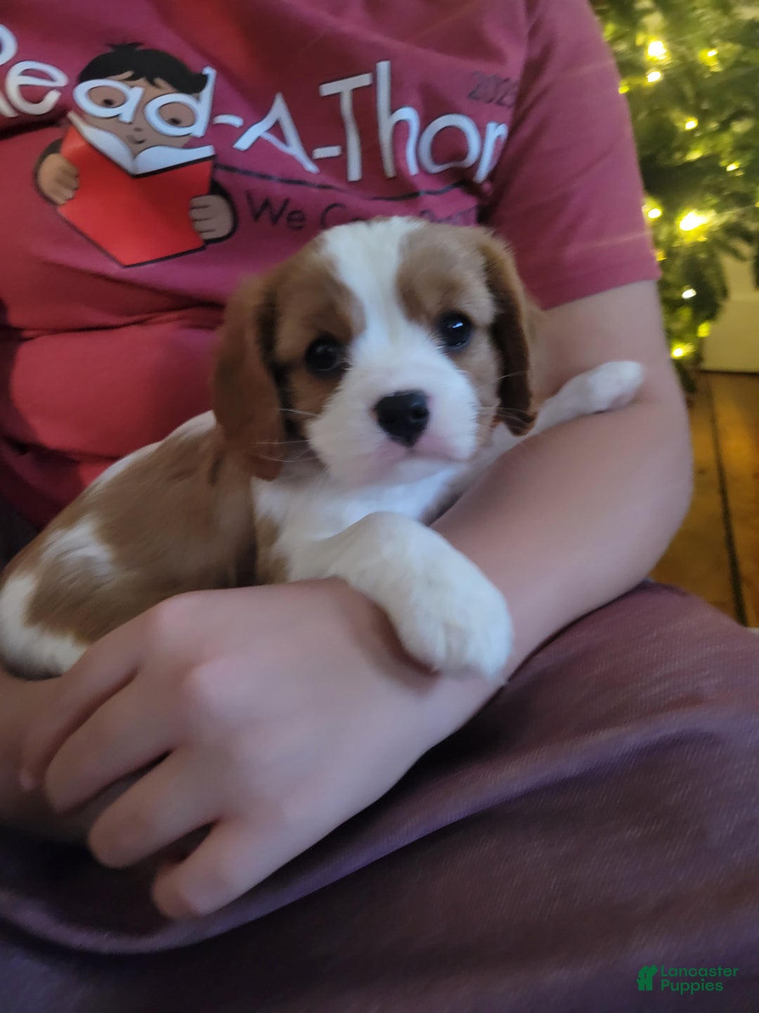 Cavalier King Charles Spaniel dogs for sale: Elise  - Ad 1