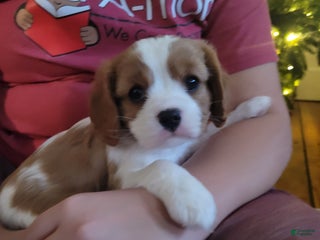 Cavalier King Charles Spaniel dogs Elise - Ad 29