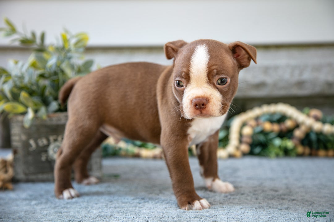 Boston Terrier dogs for sale: Flynn - Ad 2