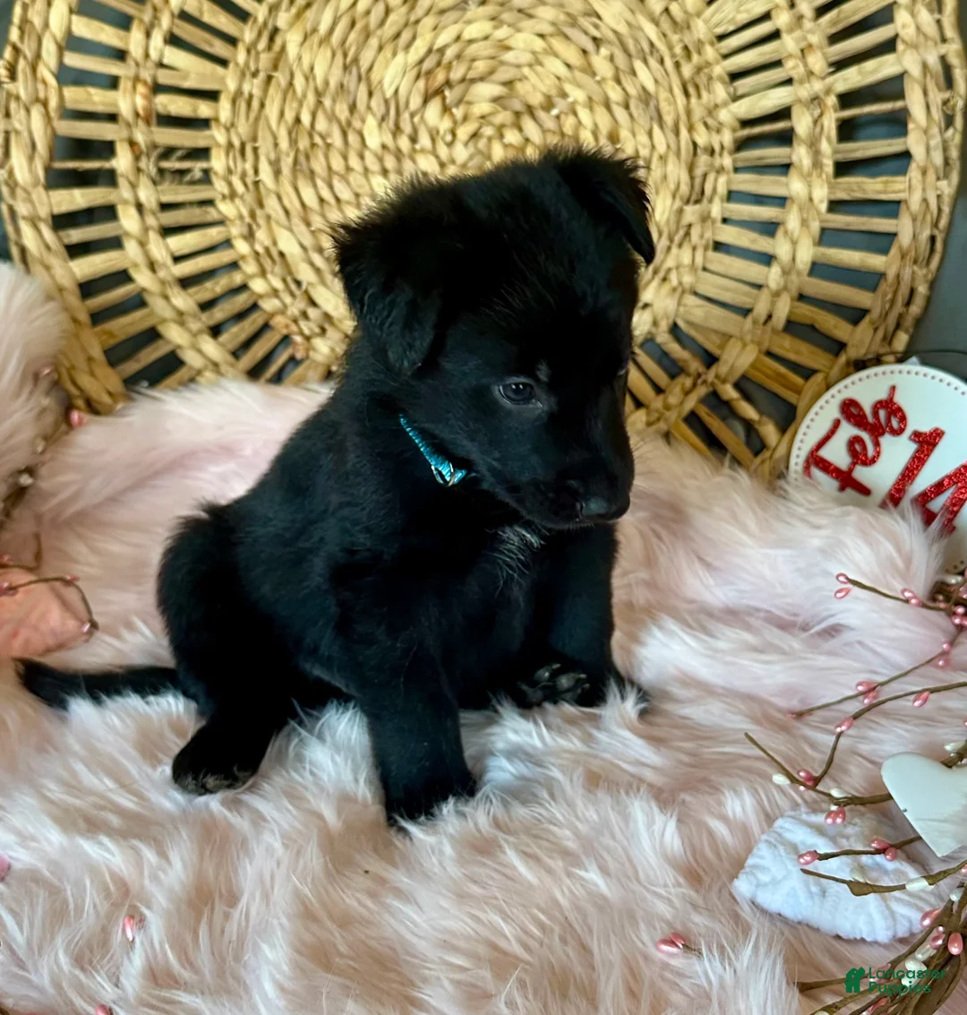 German Shepherd dogs for sale: Clover - Ad 1