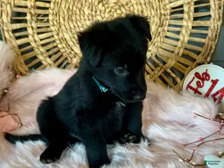 German Shepherd dogs Clover - Ad 4