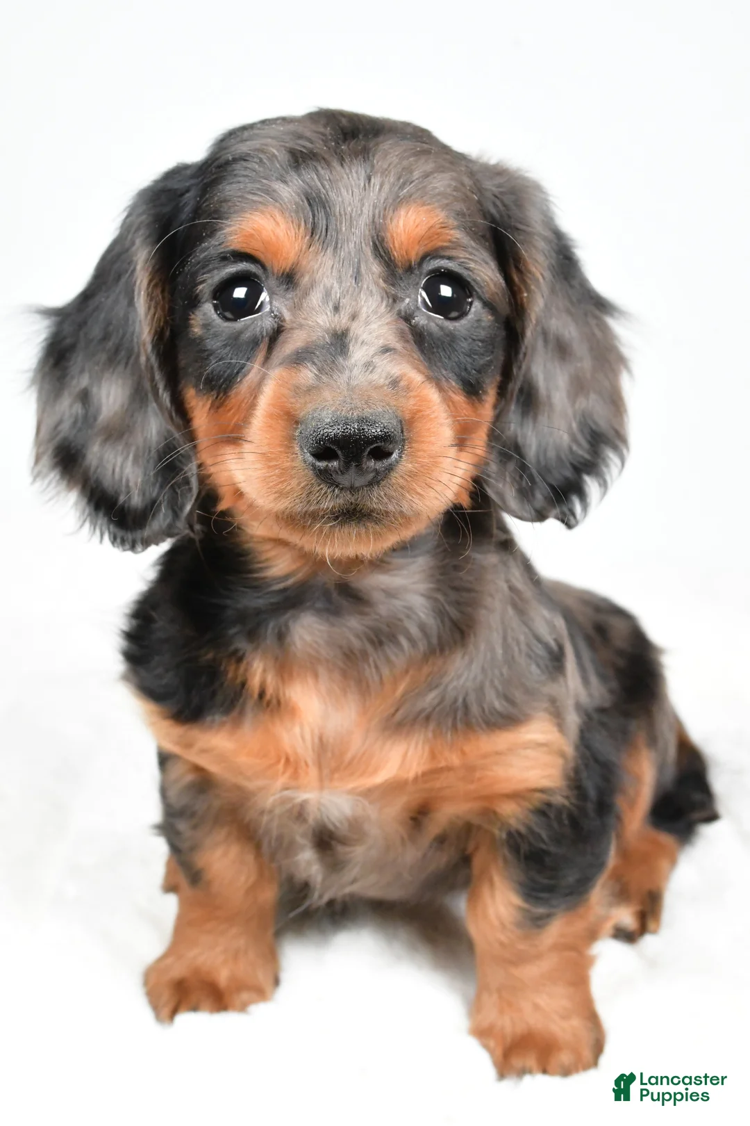 Dachshund dogs for sale: Cassandra - Ad 1