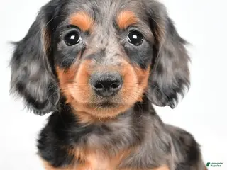 Dachshund dogs Cassandra - Ad 30