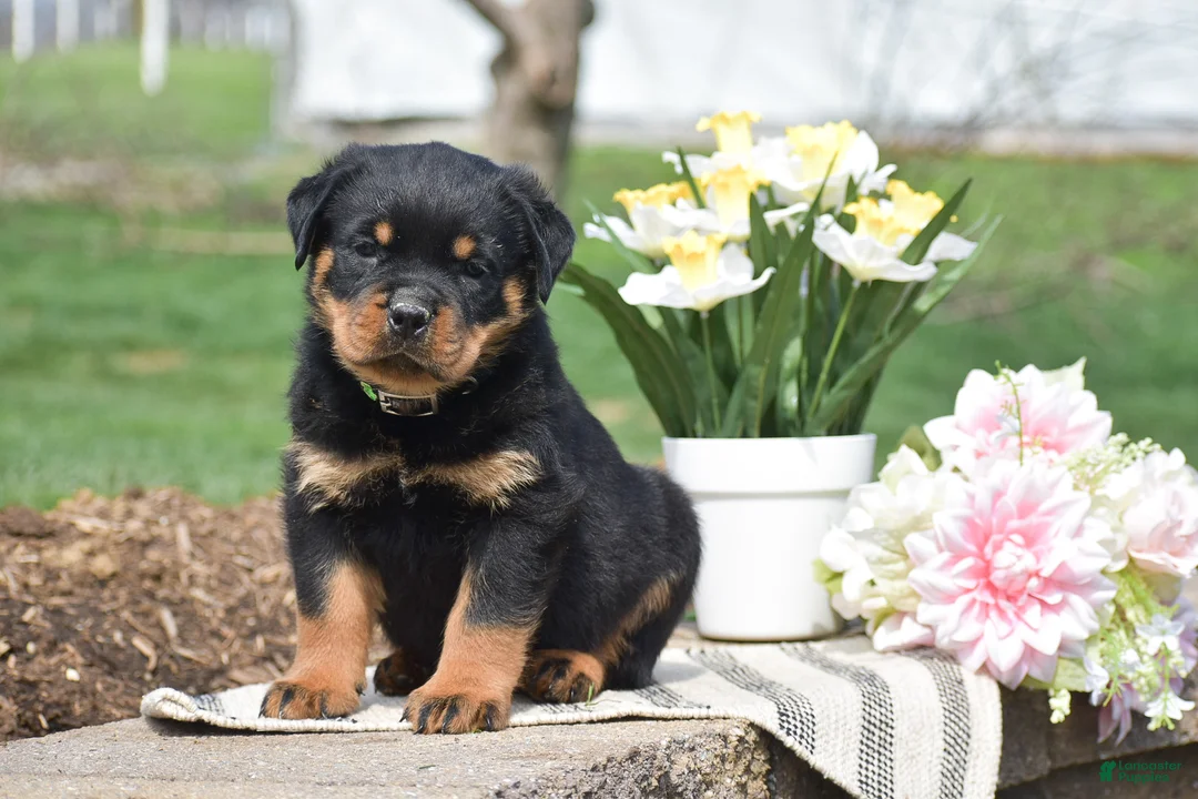 Rottweiler dogs for sale: Zeus - Ad 1