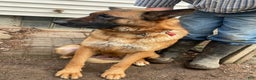 German Shepherd dogs for sale: Sawyer - Ad 4