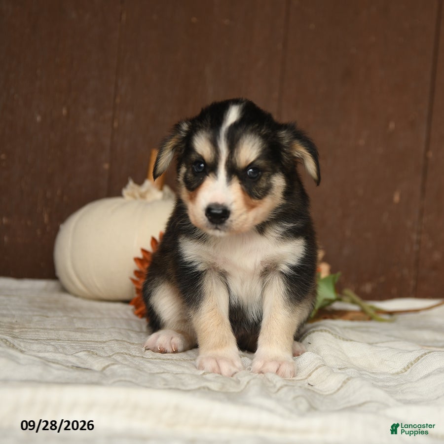 Mixed Breed dogs Coconut - Ad 2