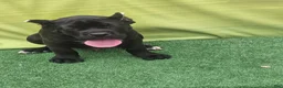 Cane Corso dogs for sale: MELLO - Ad 4
