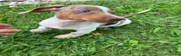 Miniature Dachshund dogs for sale: Akc Davon - Ad 3