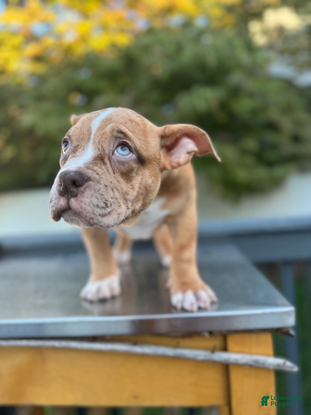 American Bully dogs for sale: Chocolate Fawn Merle - Ad 2