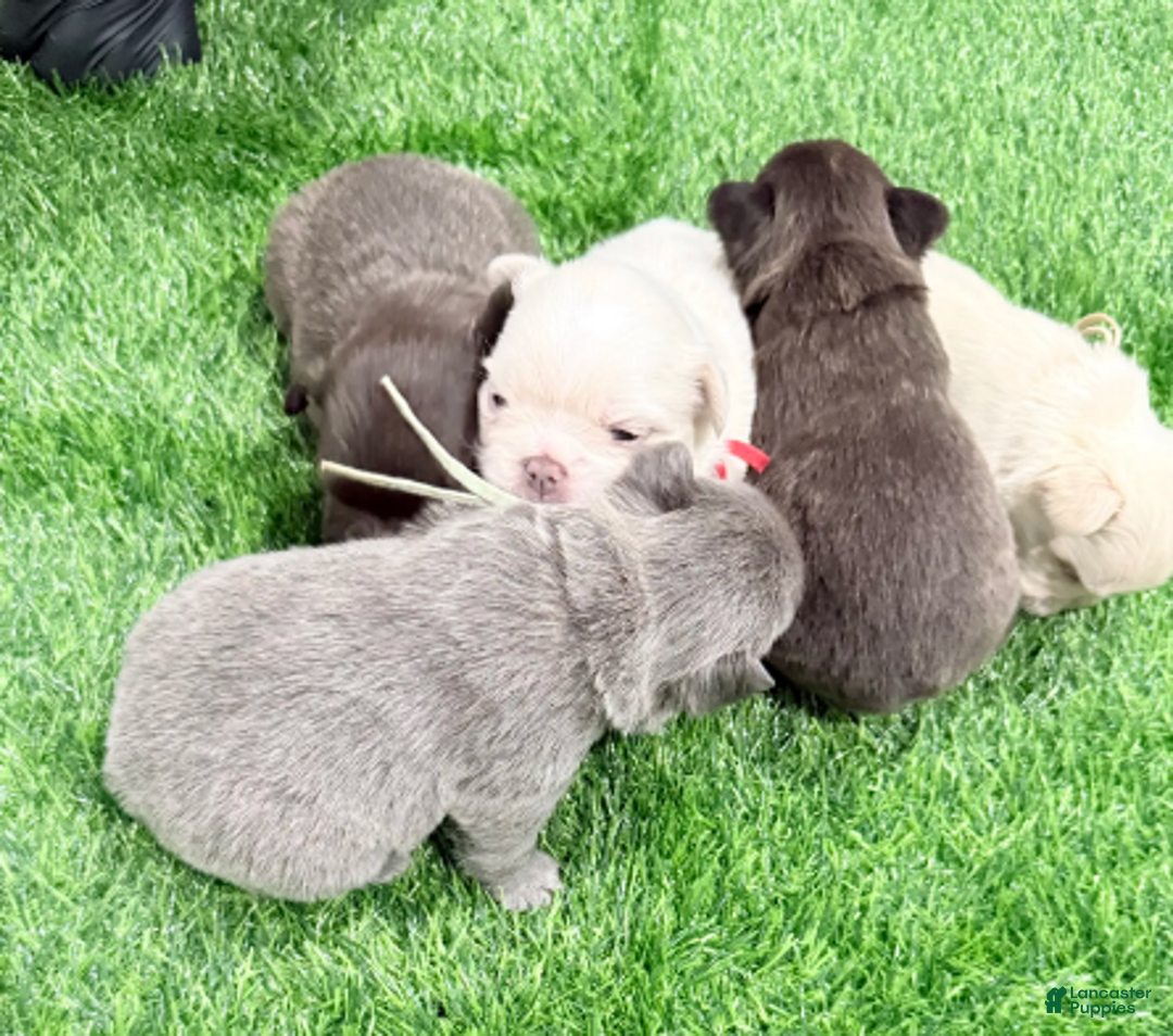 French Bulldog dogs for sale: Feliz - Ad 16