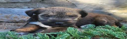 Mixed Breed dogs for sale: Bear - Ad 2