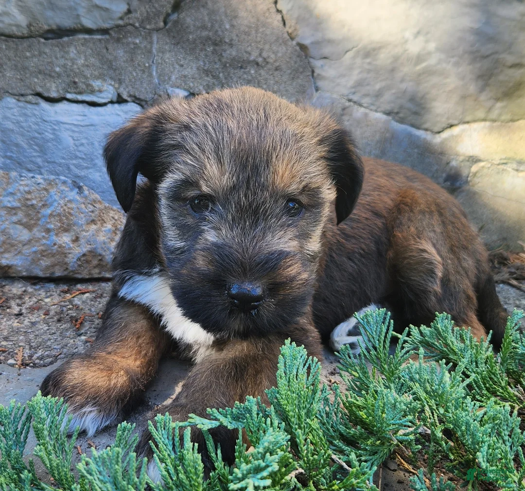 Mixed Breed dogs for sale: Bear - Ad 2