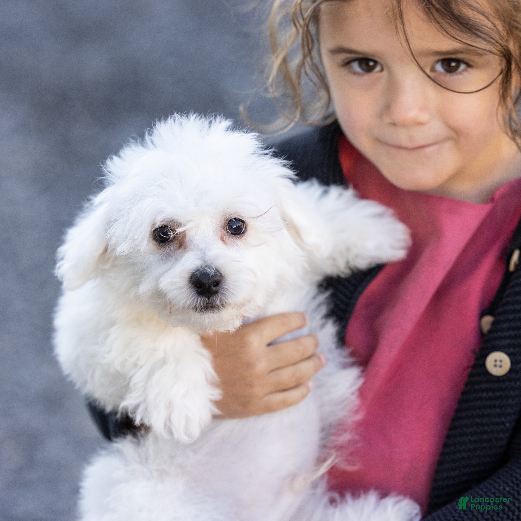 Bichon Frise dogs for sale: Refus (Tiny) - Ad 2