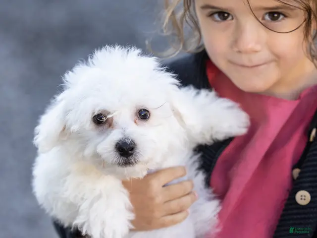 Bichon Frise dogs for sale: Refus (Tiny) - Ad 2