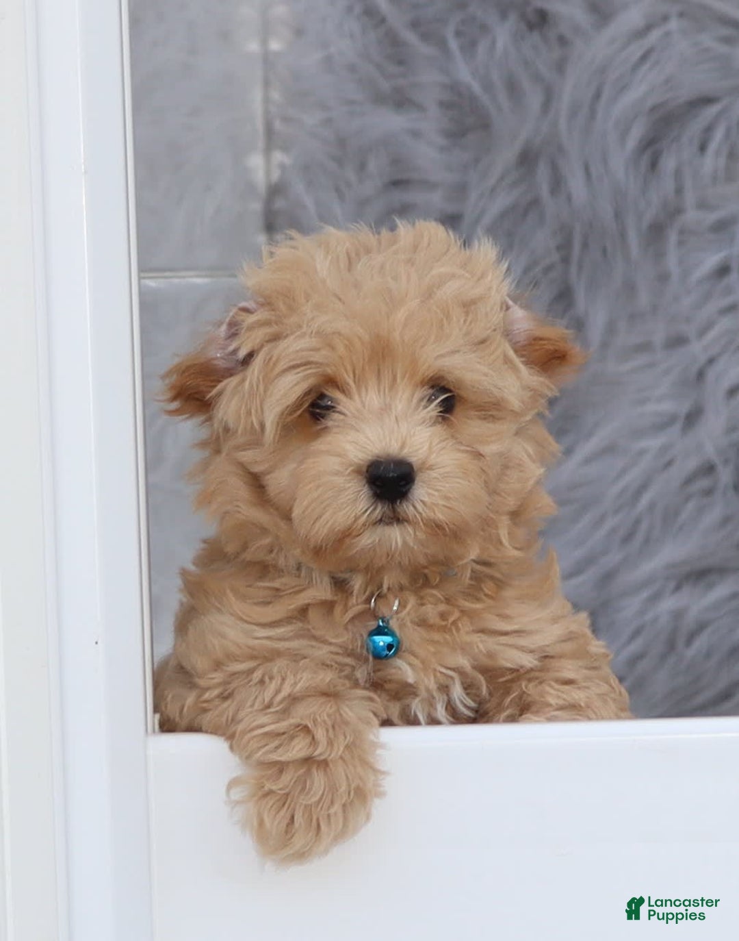 Havapoo dogs for sale: Chase 👨‍👨‍👦‍👦💞🐕 - Ad 17