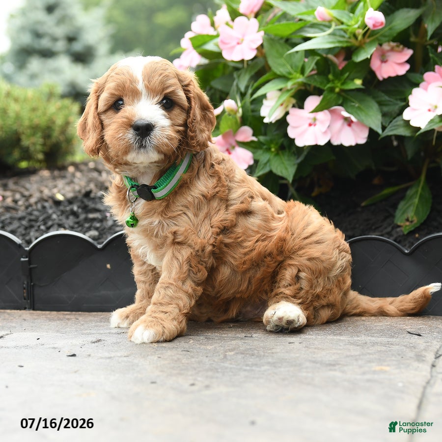 Cavapoo dogs for sale: Gavin - Ad 3