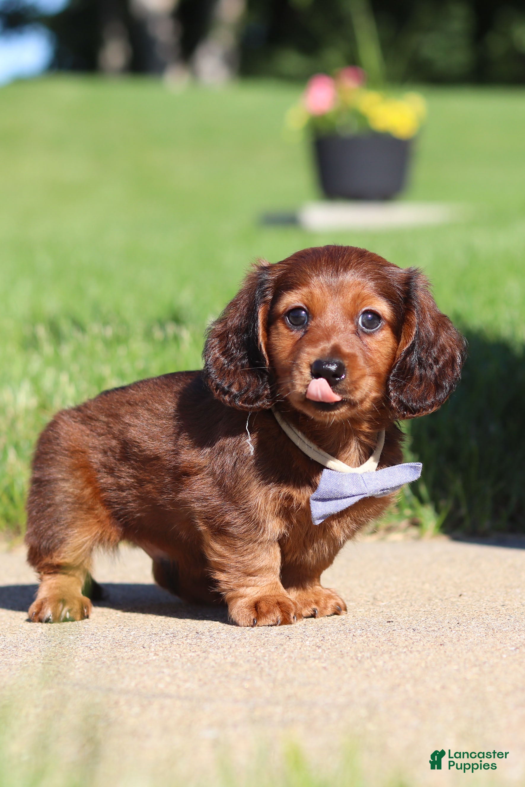 Miniature Dachshund dogs Ben - Ad 2