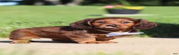Miniature Dachshund dogs for sale: Ben - Ad 2