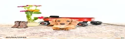 Miniature Dachshund dogs for sale: Shanda - Ad 10