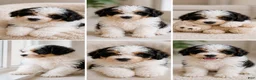 Bernedoodle dogs for sale: Apollo ❤️ micro mini Bernedoodle  - Ad 2