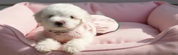 Maltipoo dogs for sale: BABY - Ad 1