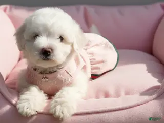 Maltipoo dogs BABY - Ad 3
