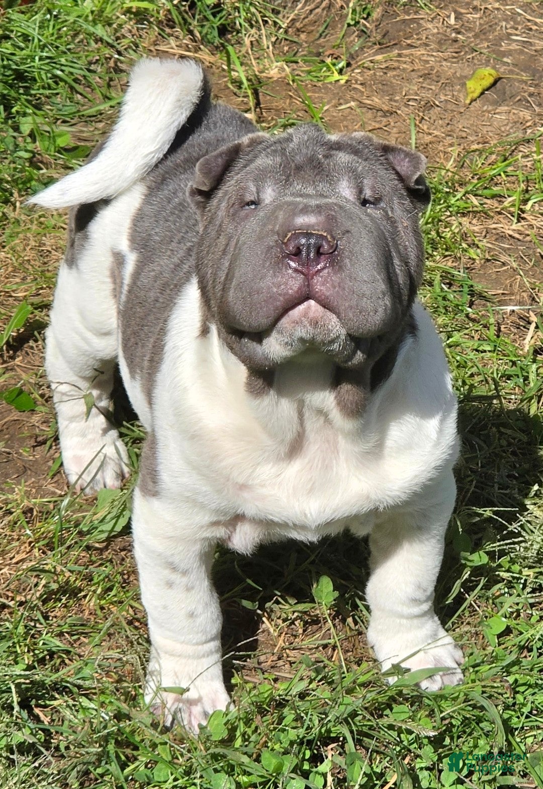 Shar Pei dogs Blue boy  - Ad 1