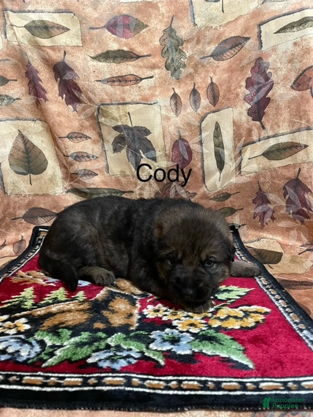 German Shepherd dogs for sale: Cody - Ad 11