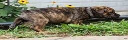 Beabull dogs for sale: Ashton  - Ad 14