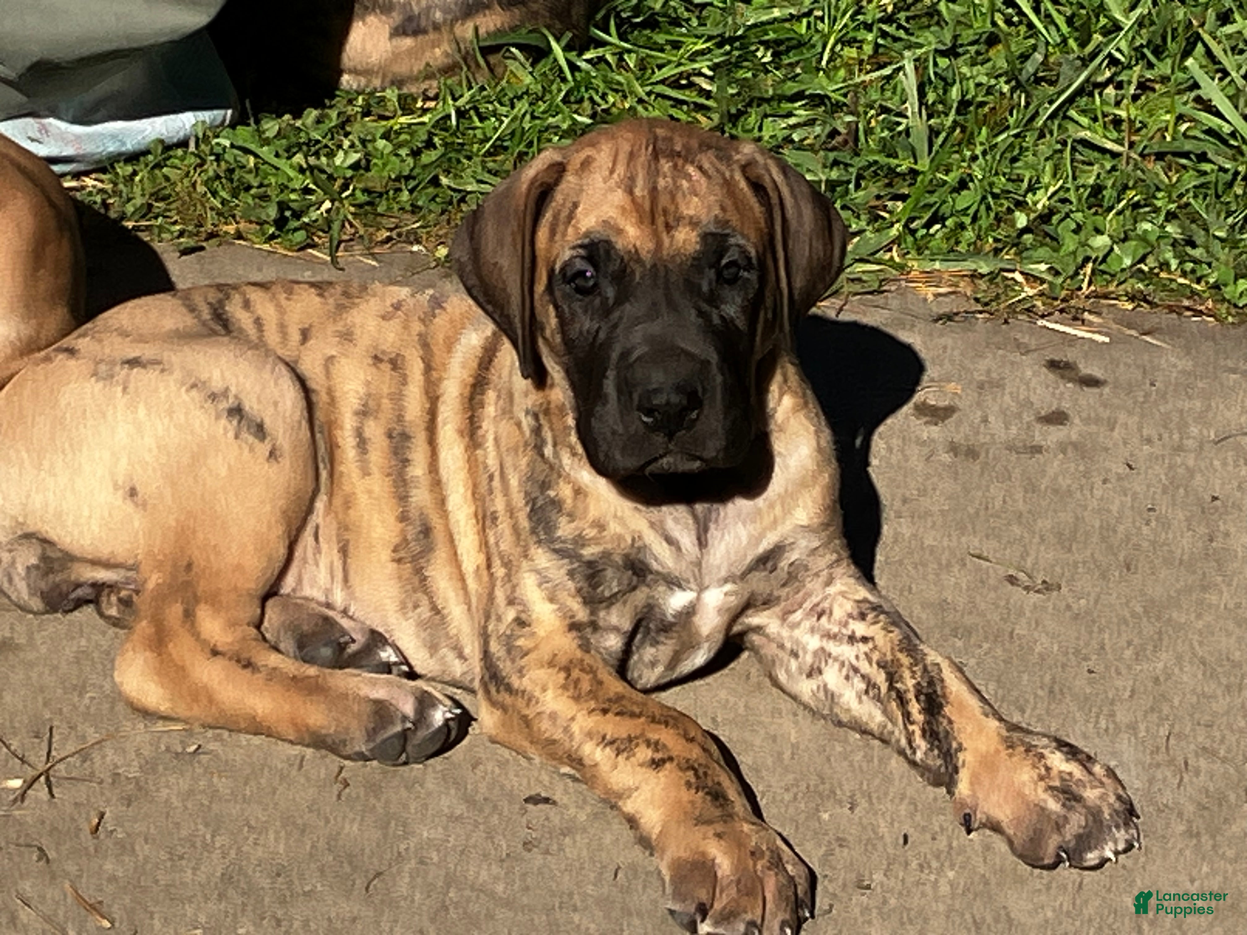 Great Dane dogs for sale: Lindy - Ad 2