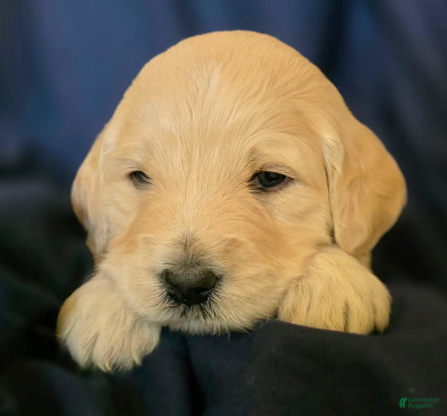 Goldendoodle dogs Winston - Ad 2