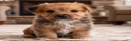 Morkie dogs for sale: Riley - Ad 5