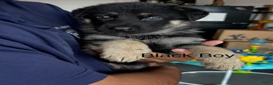 German Shepherd 5