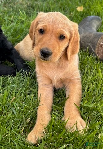 Goldendoodle dogs Goldie - Ad 2
