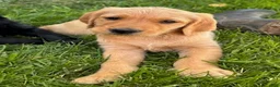 Goldendoodle dogs for sale: Goldie - Ad 2