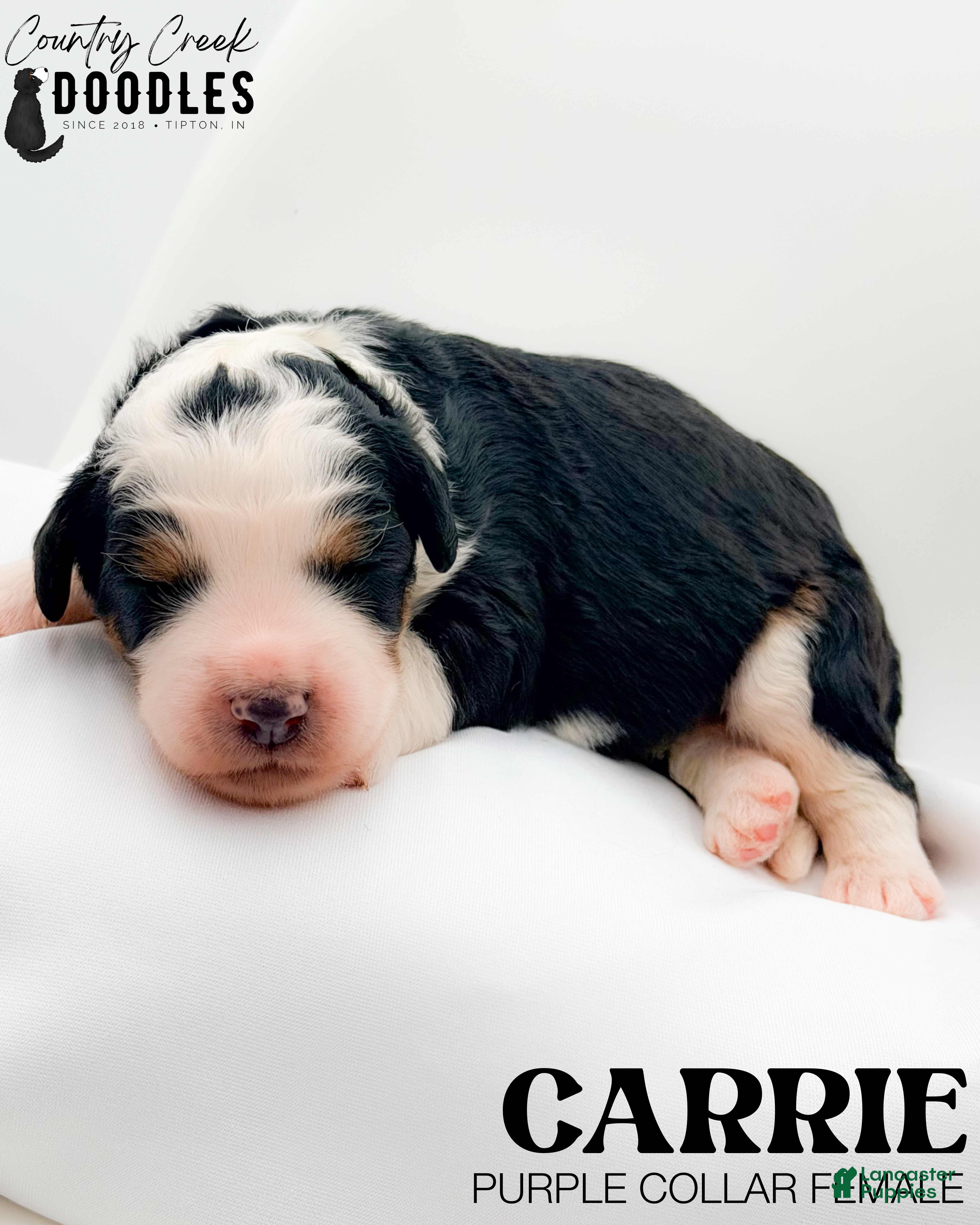 Bernedoodle dogs Carrie - Ad 24