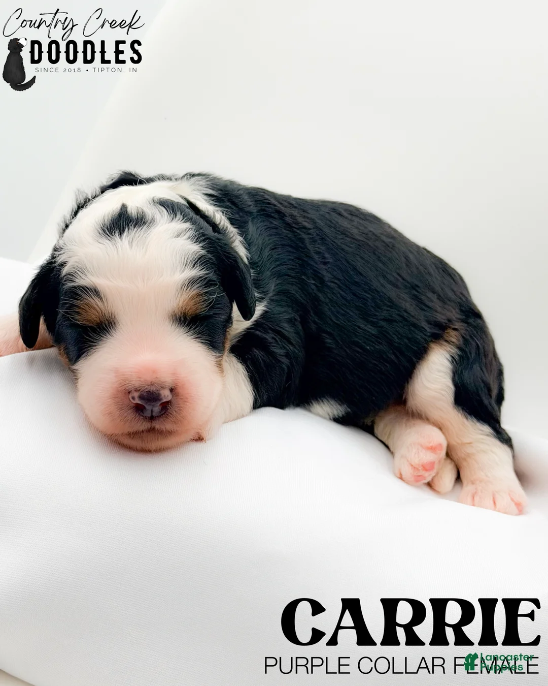 Bernedoodle dogs for sale: Carrie - Ad 1