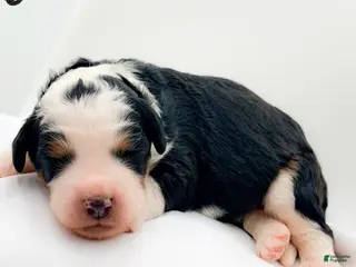 Bernedoodle dogs Carrie - Ad 24