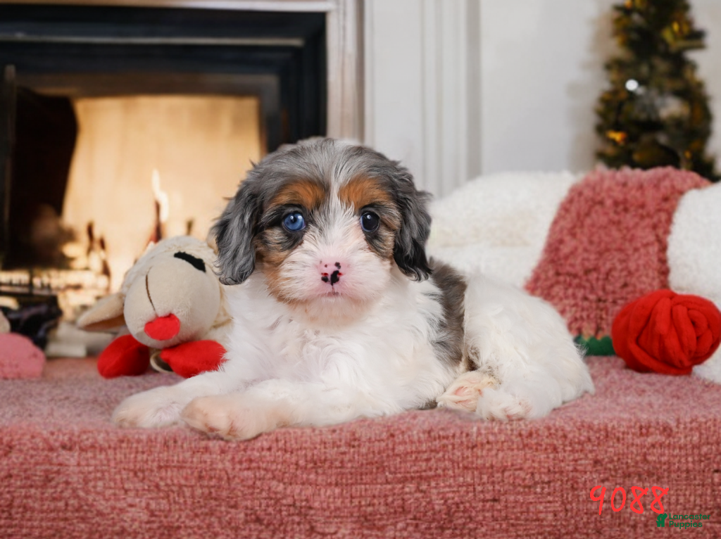 Cavapoo dogs Coco - Ad 1